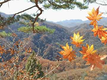 考研	国际本科,最新杂志解释落实_五三二